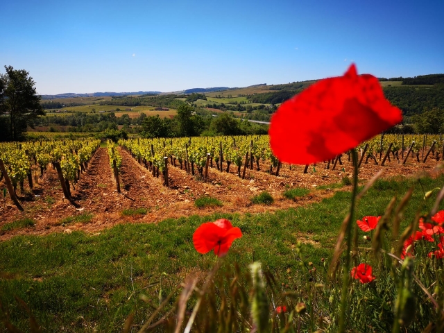  Viñedo 