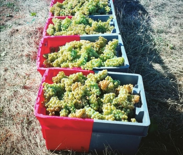  Variedad de uva 