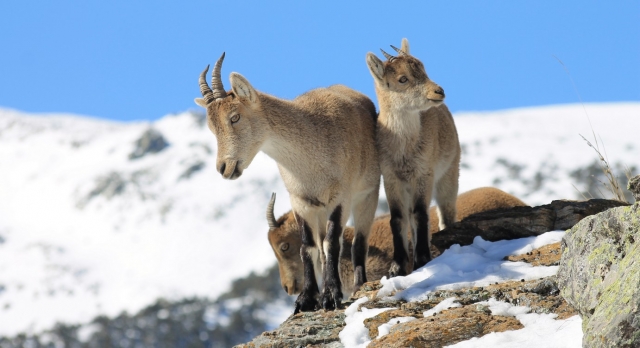  Cabras montesas 