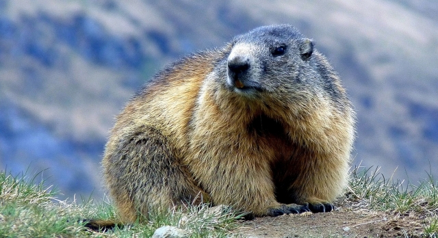 Animal de la montaña