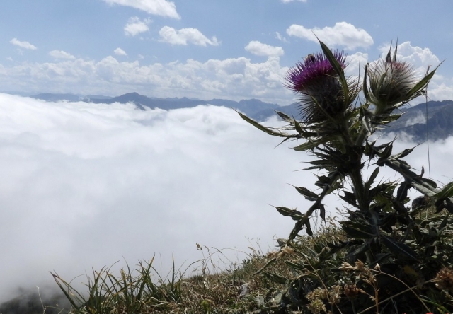  Camicrema en los Pirineos 