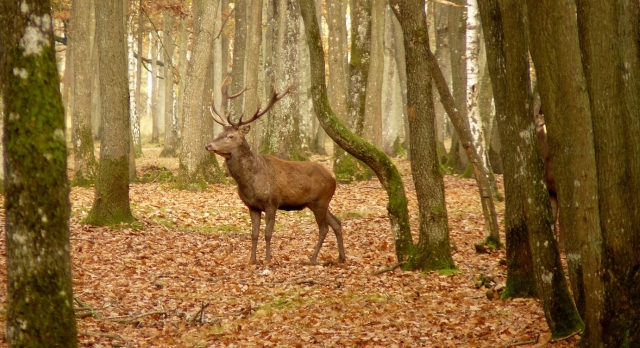  En los bosques de Ariège 
