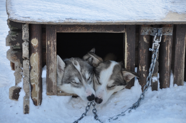  Los huskies de la manada 