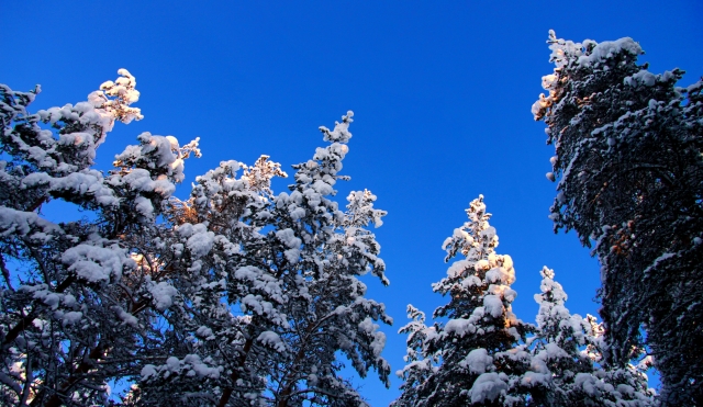  Bajo los árboles cubiertos de nieve 