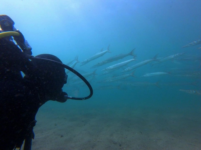  Descubrimiento de la fauna marina 