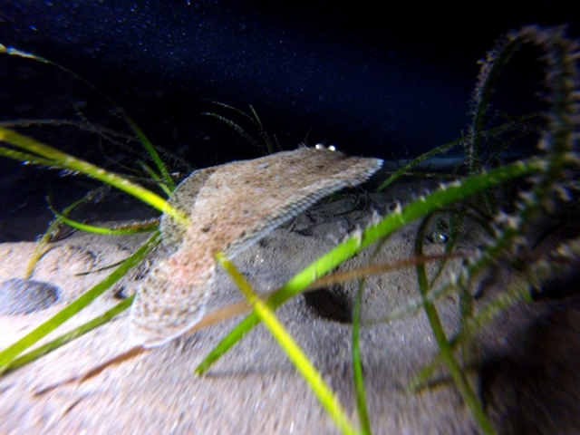 Descubre las especies que se esconden bajo el mar