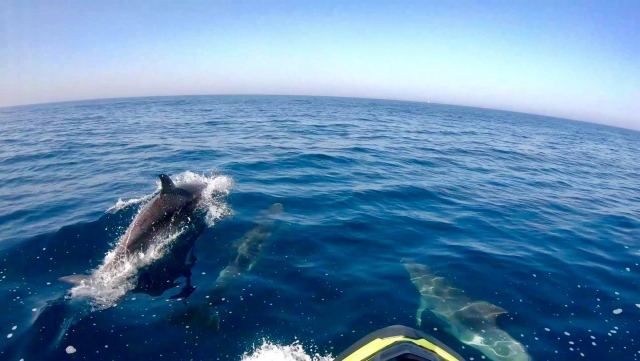  Los delfines podrían sorprenderle 