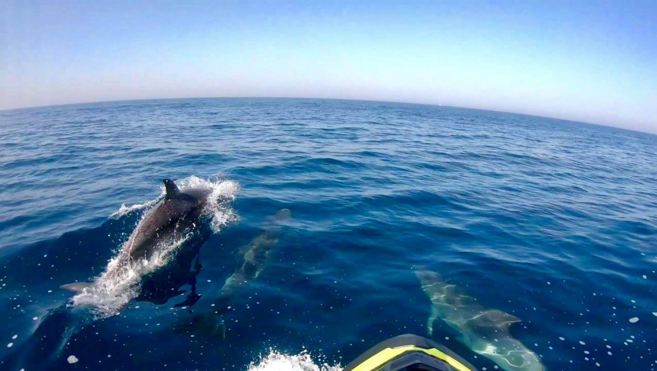  Los delfines podrían sorprenderle 