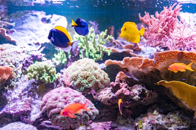  Acuario con diferentes especies