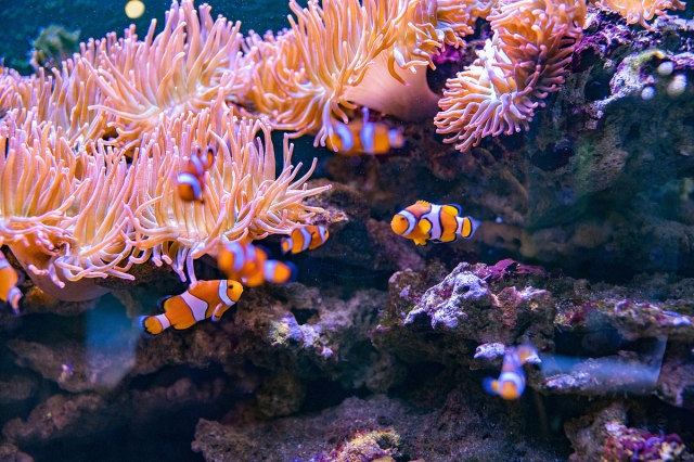 Los amigos de Nemo 
