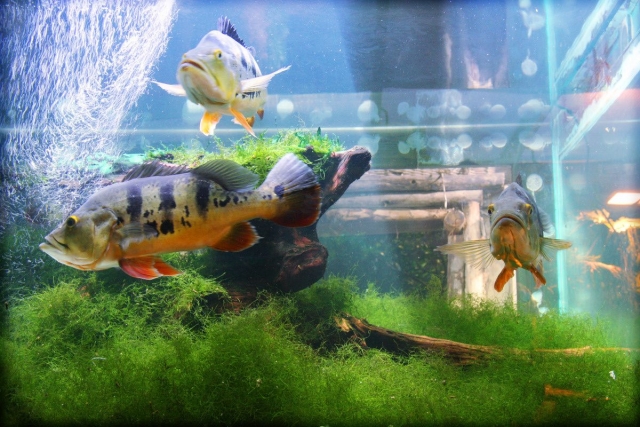 Acuario de Mosela 