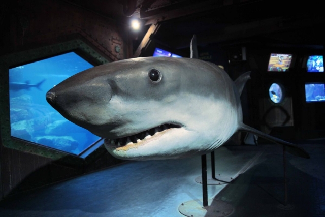  Descubrimiento de los tiburones en Amnéville 