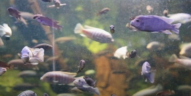  Descubrimiento de varias especies marinas 