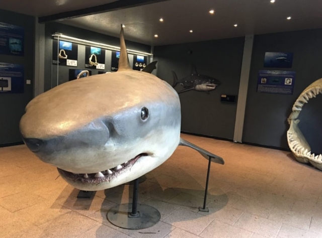  Espacio de tiburones 