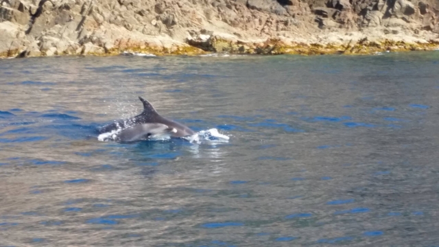  Delfines en su hábitat natural 
