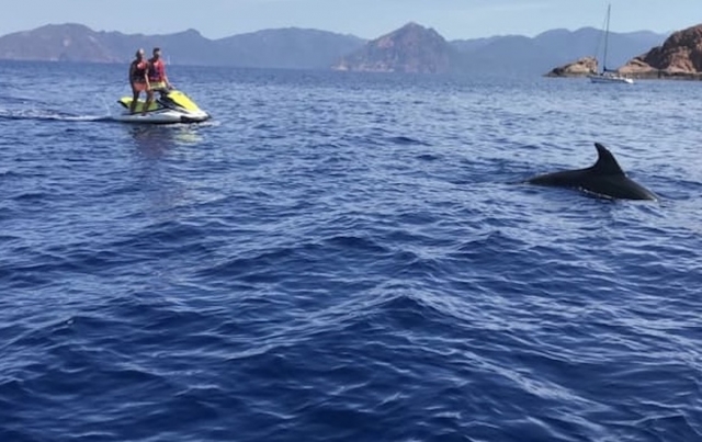  Ruta en jet ski para observar delfines