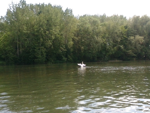 La fauna del Yonne
