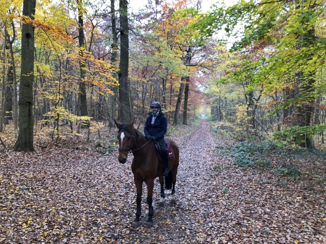  Escápale al bosque 