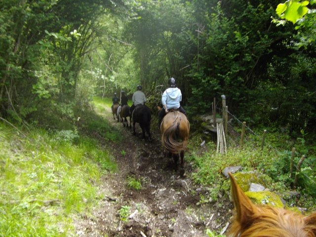 Camino forestal 