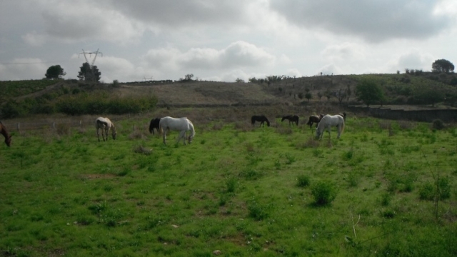  Los caballos se relajan por la tarde 