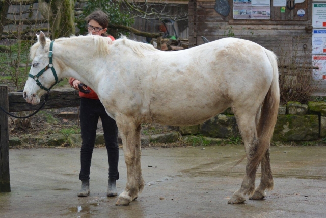 Aprendiendo el cuidado de los caballos 