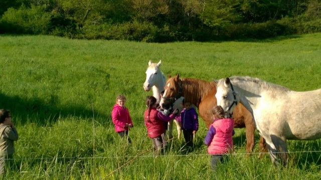  Niño buscando sus ponis en el pasto 