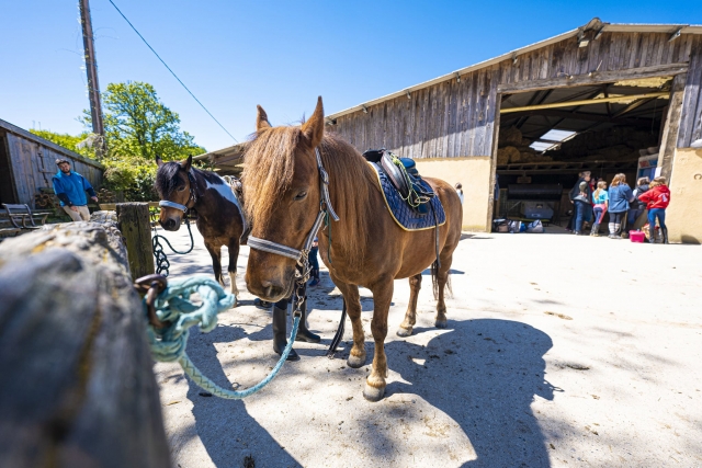  Preparando los ponis antes de la salida 