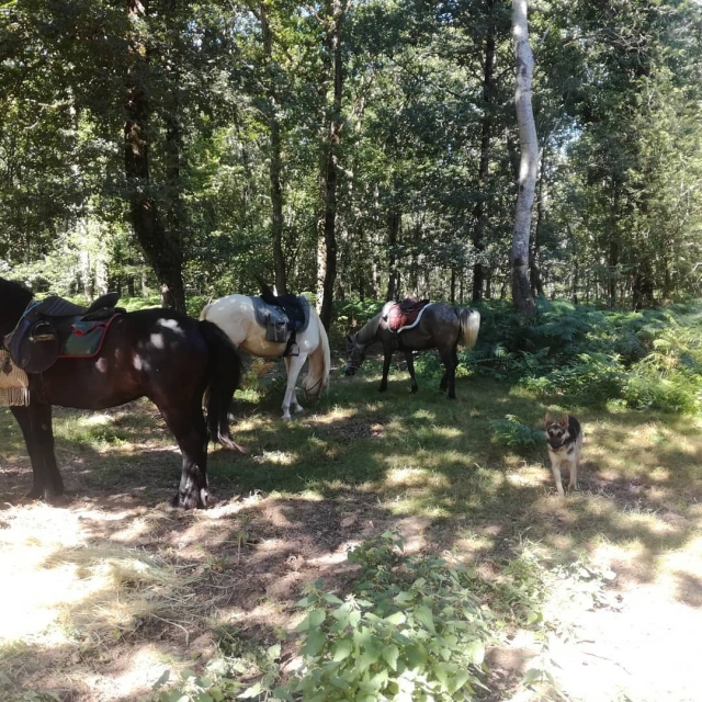  Senderos forestales a caballo 