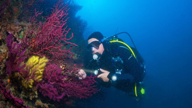  El fondo marino de Cap Cerbère 