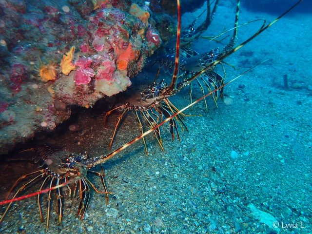  Descubrimiento de la fauna submarina 