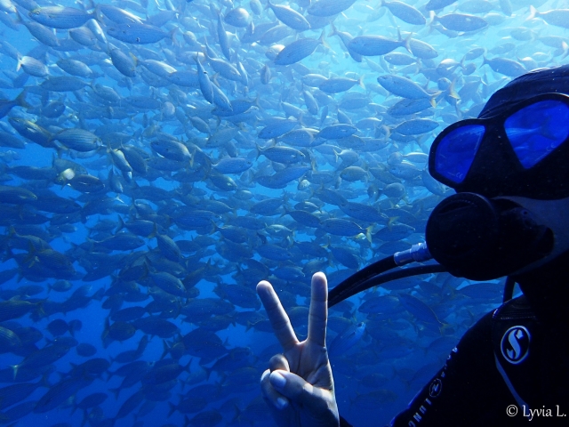 Inmersión en el mundo de los peces