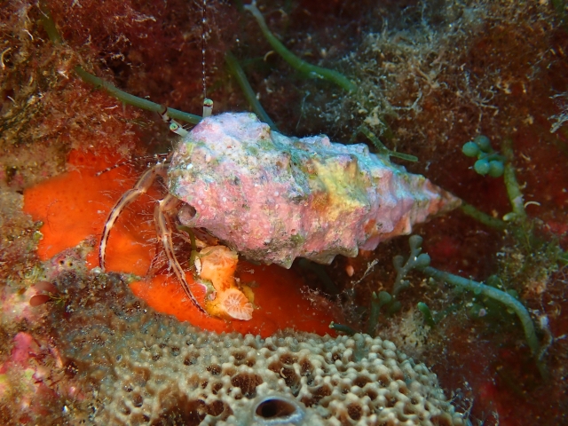  Cangrejo ermitaño 