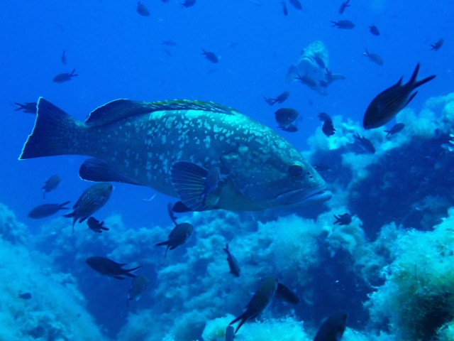  Biodiversidad submarina 