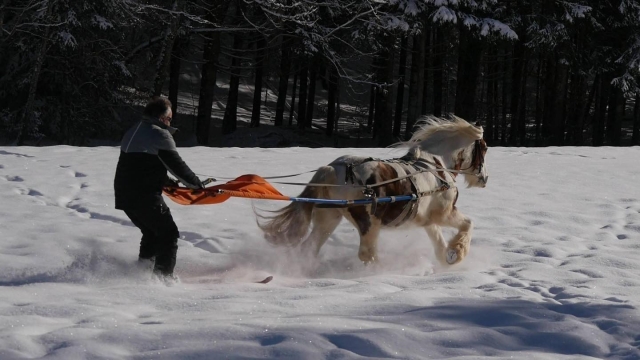  Skijoring al galope 