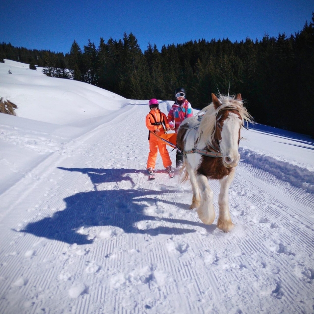  Descubrimiento de Skijoring