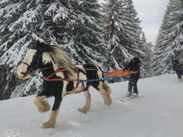  Skijoring al trole 