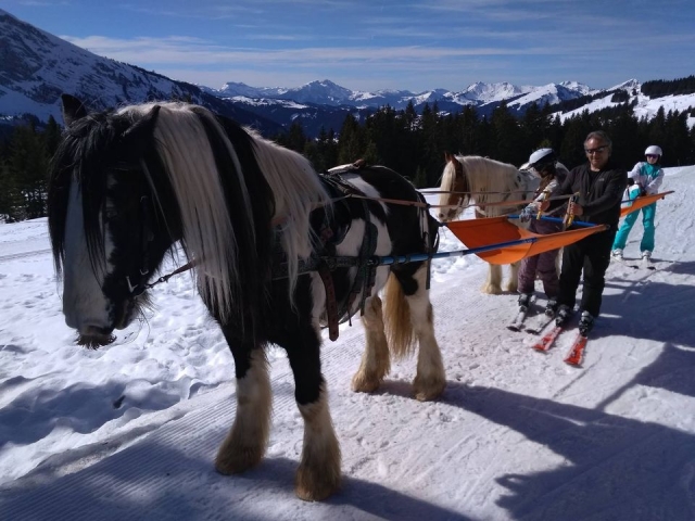 Skijoring en Portes du Soleil 