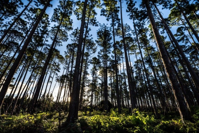 El bosque de las Landas 