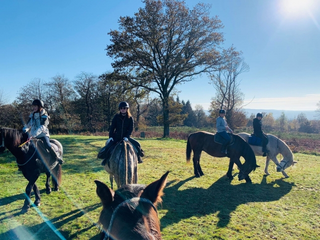  Pausa de relajación para los caballos 