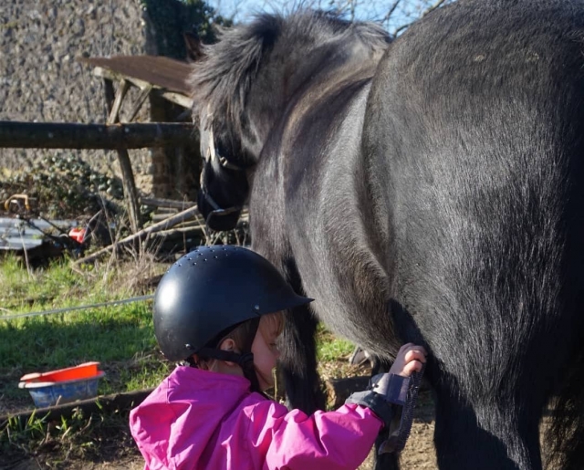 Preparación del pony 