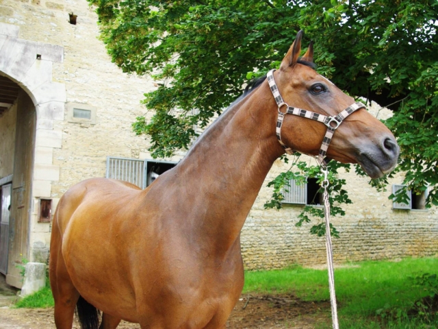  Caballo delanle de los establos 