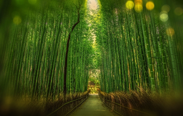  Inmerso en el bosque de bambú 