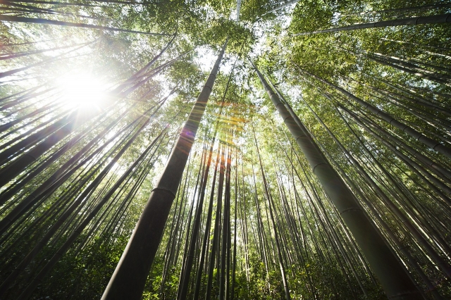  Bosque de bambú en Cavalaire sur Mer 