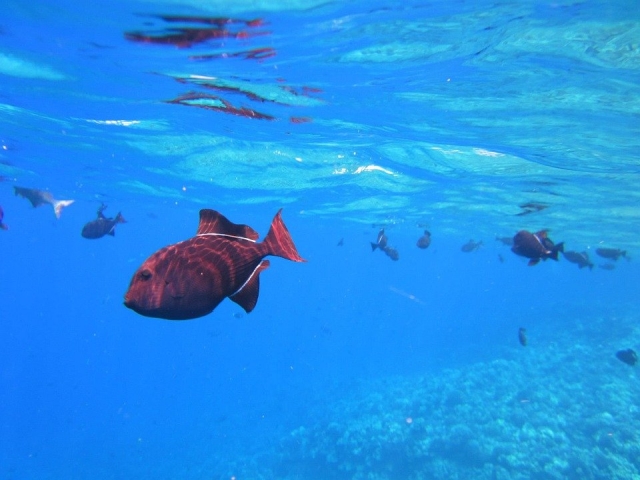  Peces submarinos 