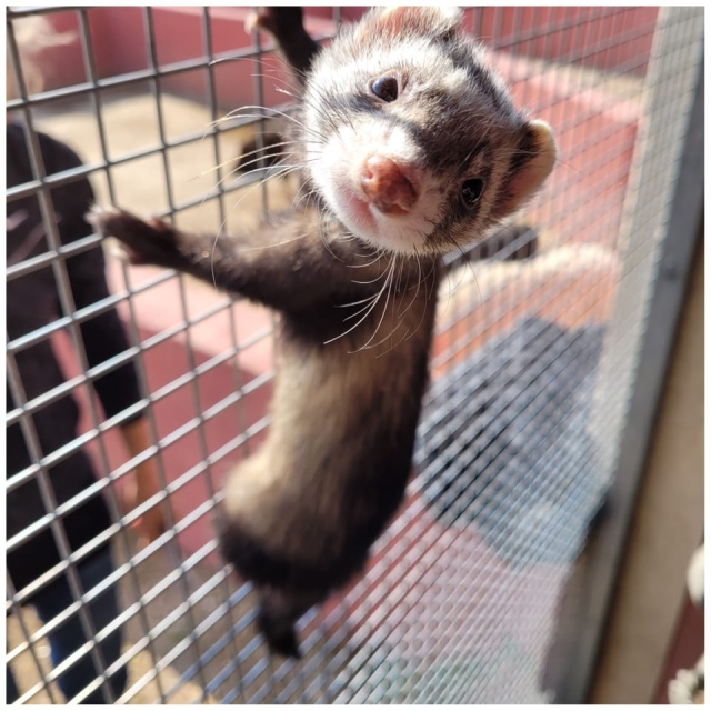  Visita gratuita de los animales 