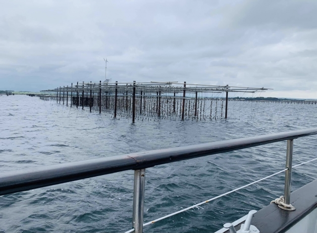  Descubrir los criaderos de ostras de Marsella 