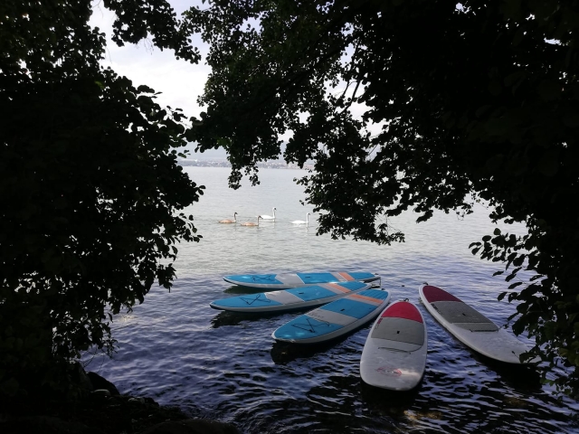  Renta de tablas de Paddle Giganle 