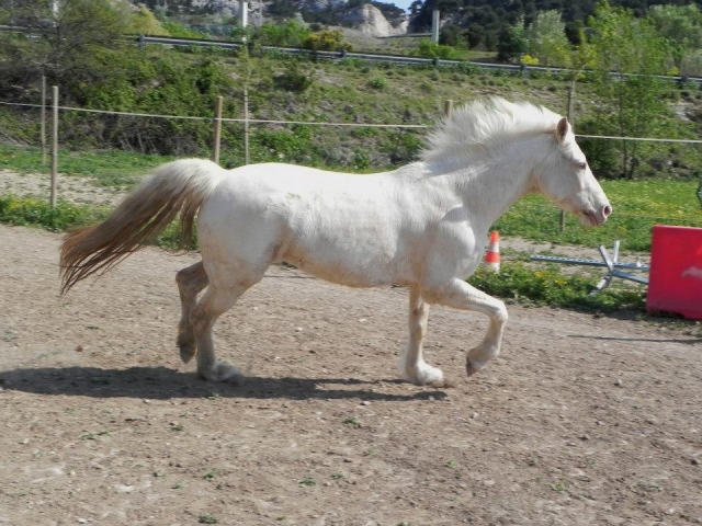 Pbaños a caballo en Les Pennes-Mirabeau 