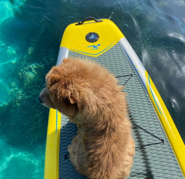  Perro sobre un remo en el mar 