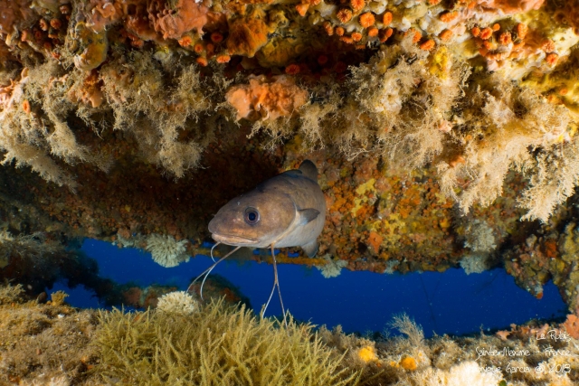  ¡Venga a descubrir la fauna y la flora submarinas!